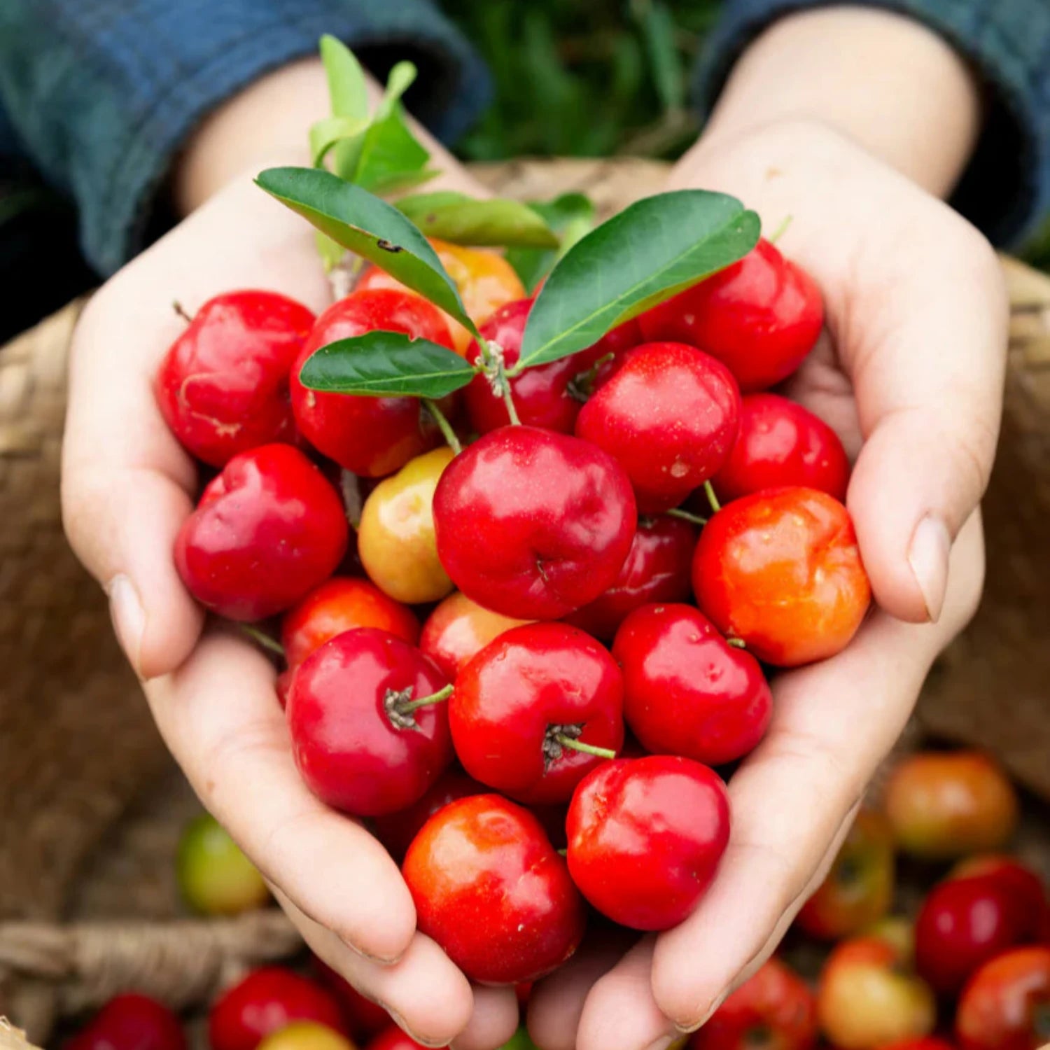 Acerola - Barbados Cherry - Malpighia emarginata