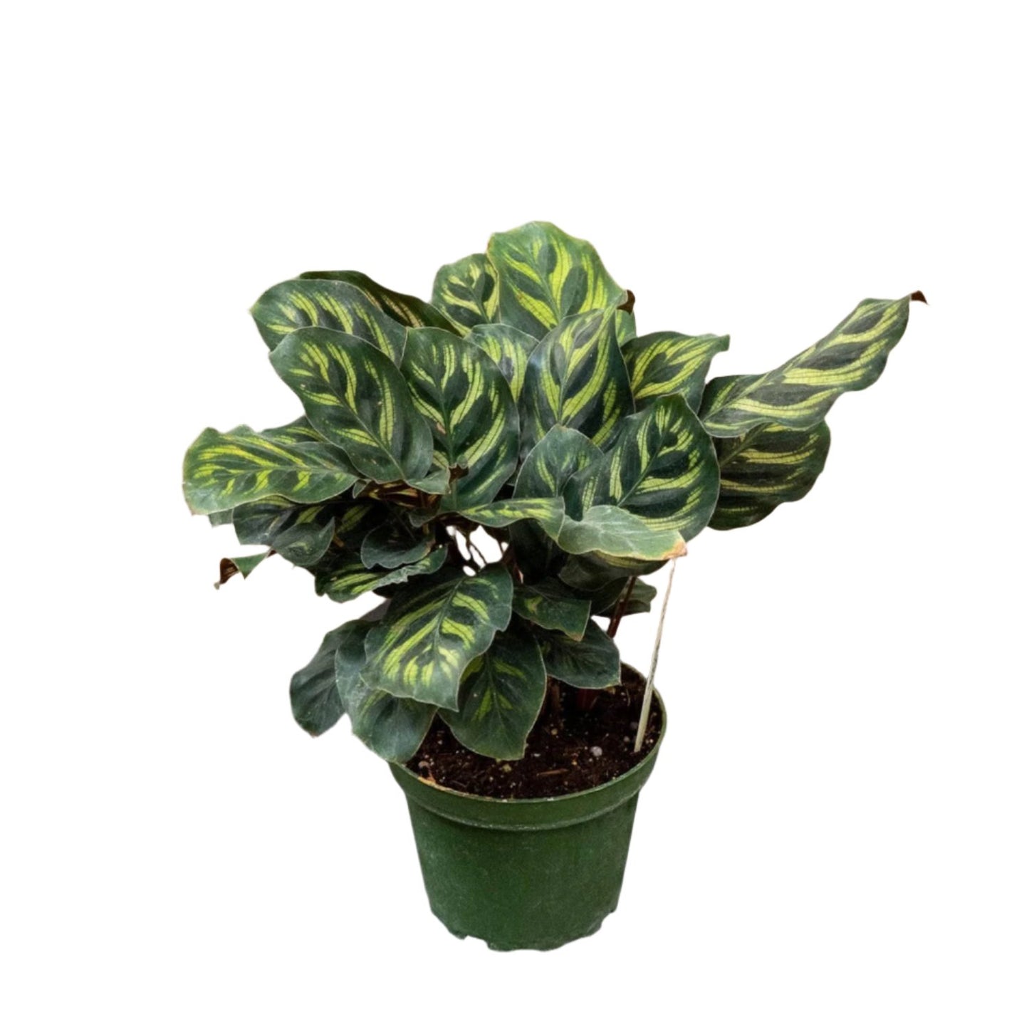 Calathea Peacock Makoyana- 4''