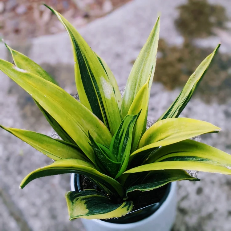 Sansevieria Gold Flame - 6"