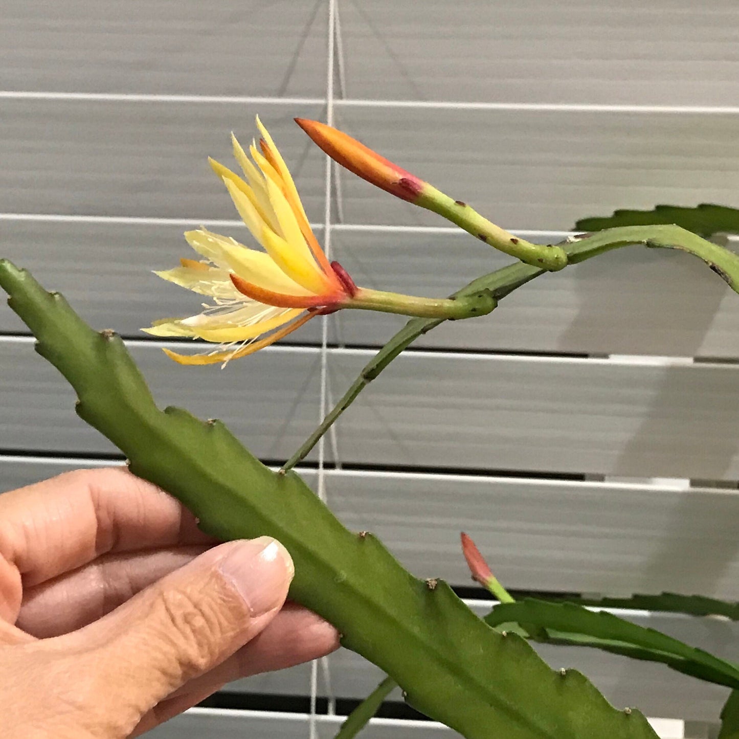 Cactus Golden Orchid - 4"