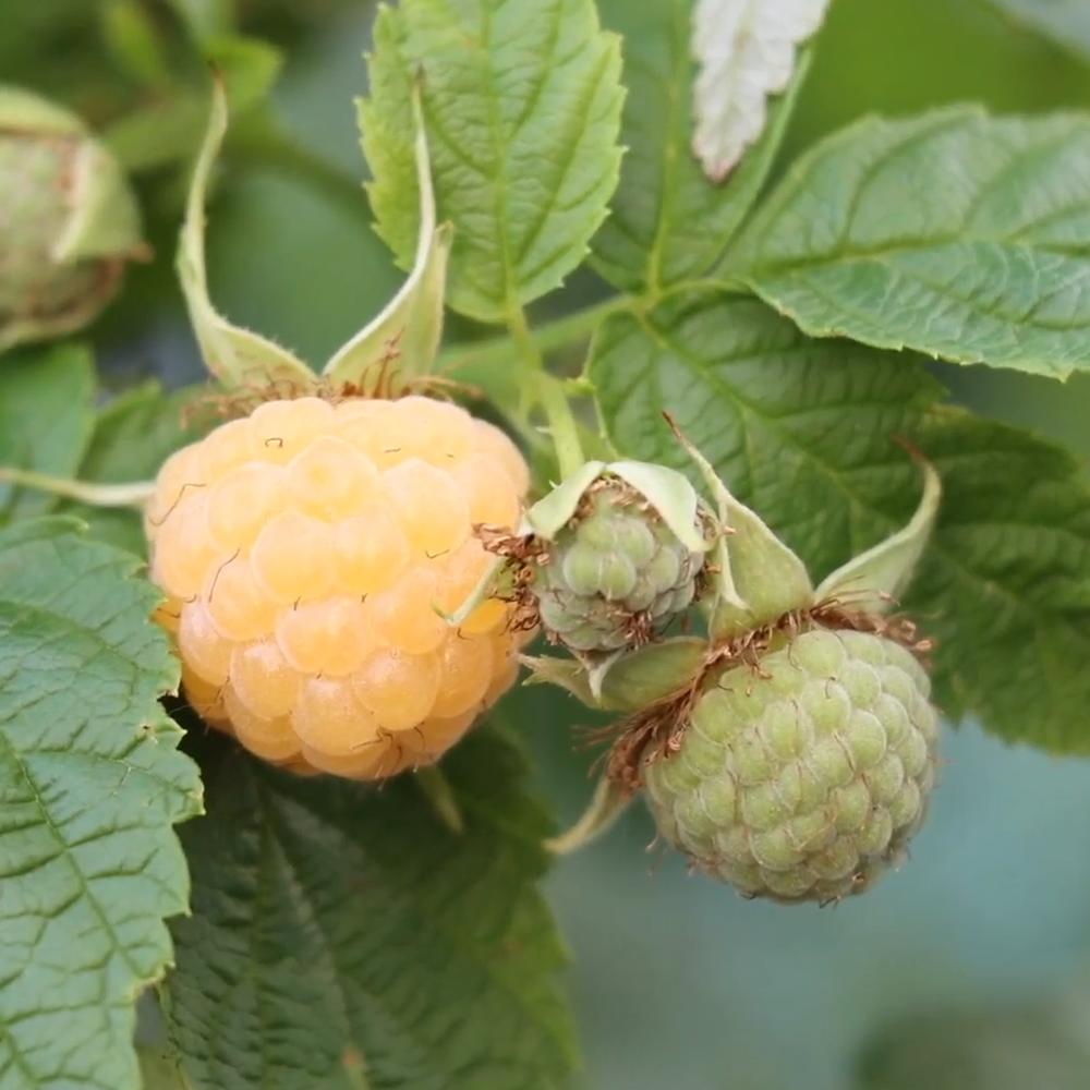 Raspberry Plants - 4 Live Plants - Grow Your Own Fruits - Fall Gold