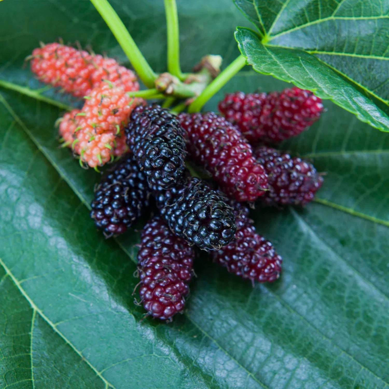 Mulberry Tree - 'Dwarf Everbearing'