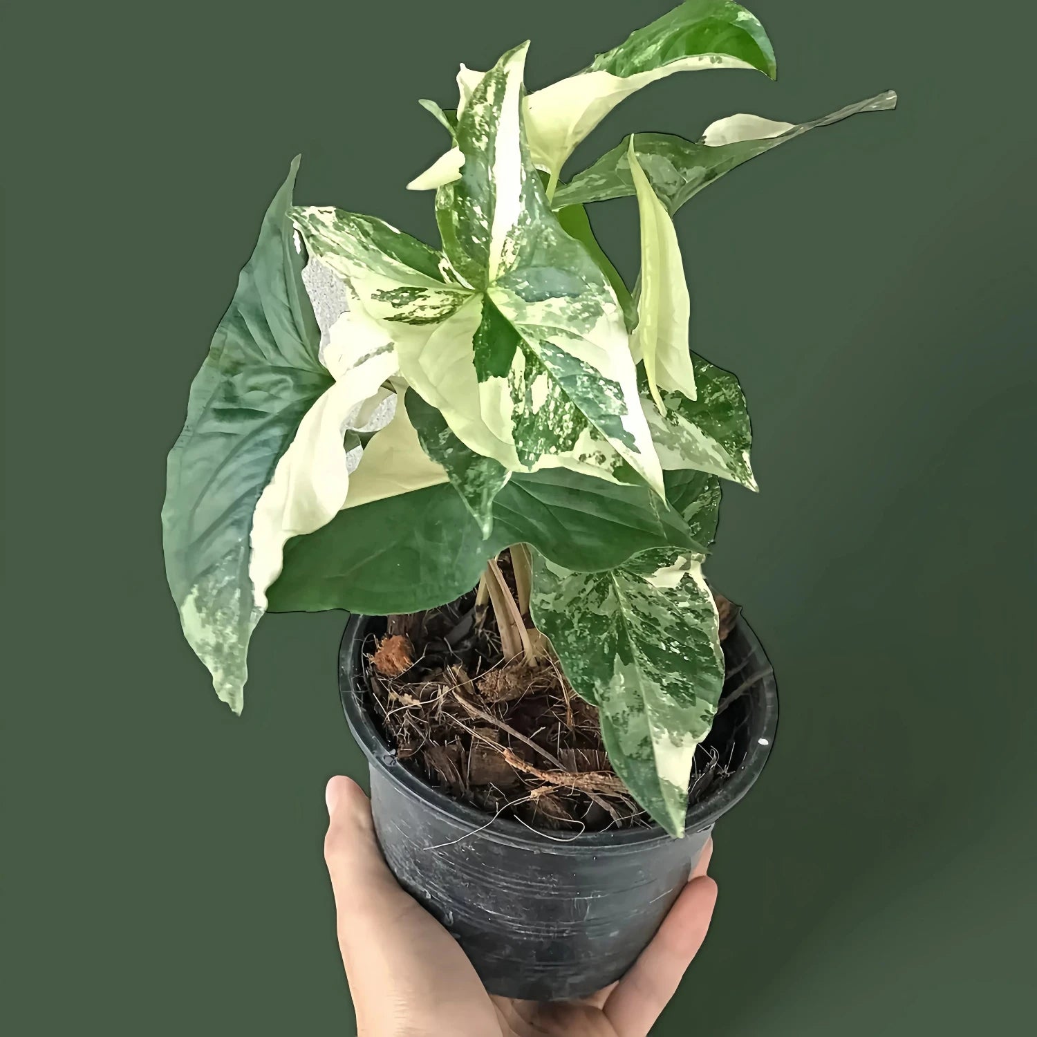 Syngonium Podophyllum Albo-Variegatum-2''