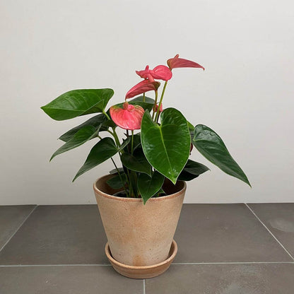 Surprise Anthurium - 4"