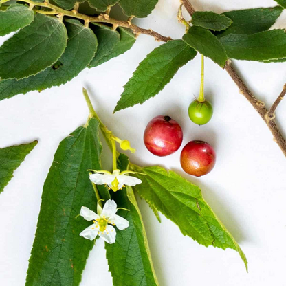 Jamaican Cherry Strawberry 2 Trees - Muntingia - Edible Cherry