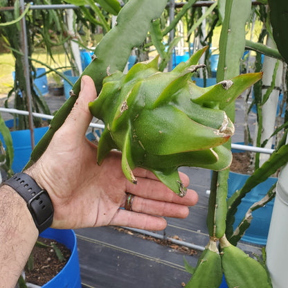 Dragon Fruit Plant - 4"