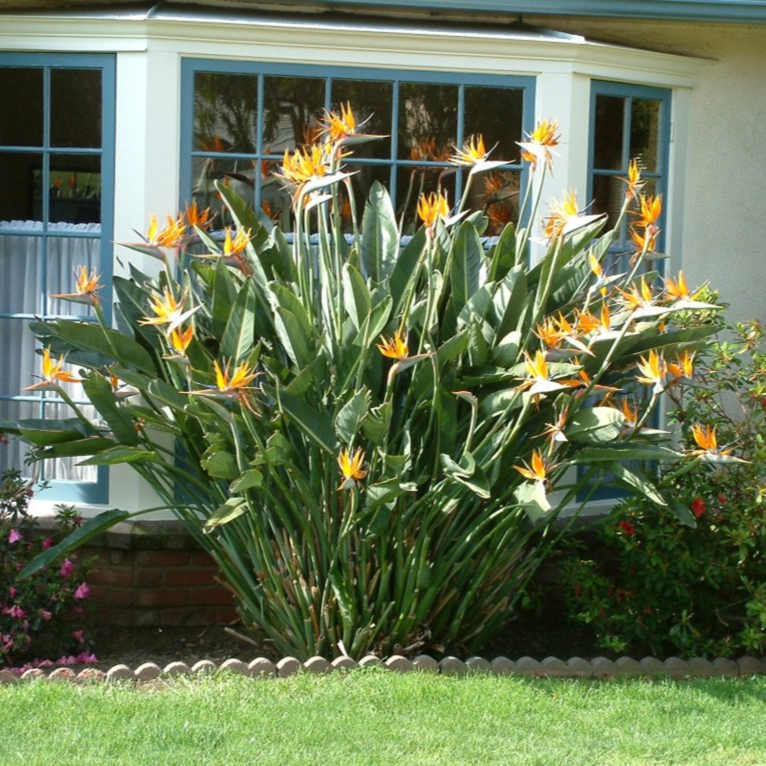 Bird of Paradise - Strelitzia Reginae