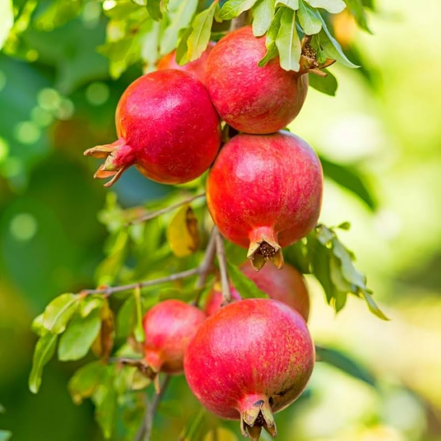 Pomegranate Tree - 2 Fruit Trees Live Plant - Easy Plant