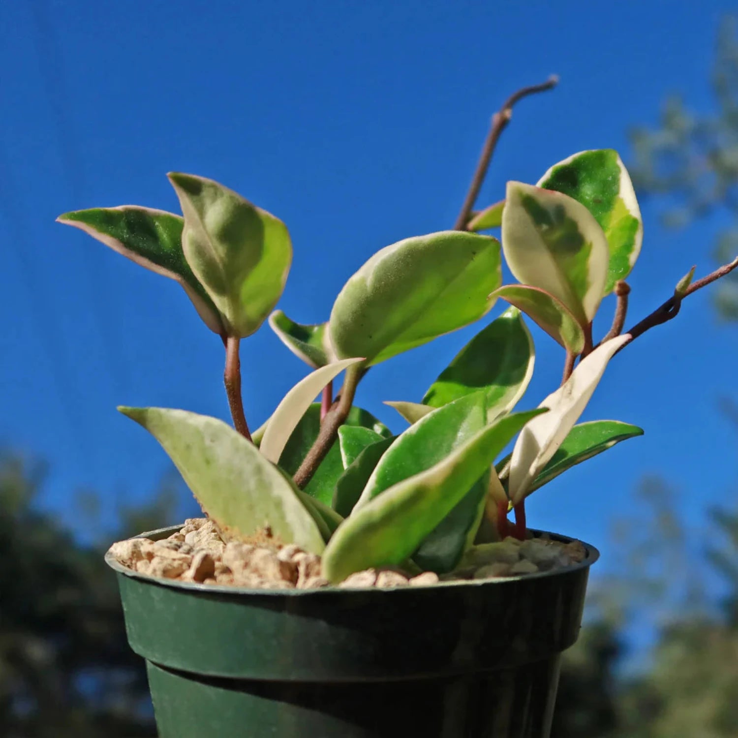 Rare Hoya Tricolor 2.5"