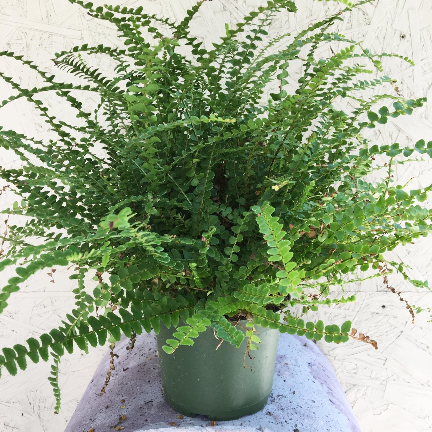 Button Fern - 4''