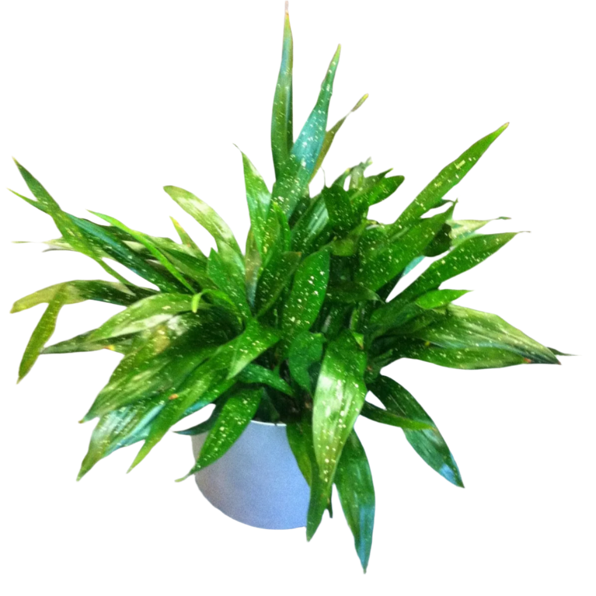 Aspidistra Elatior 'Milky Way' - 2"