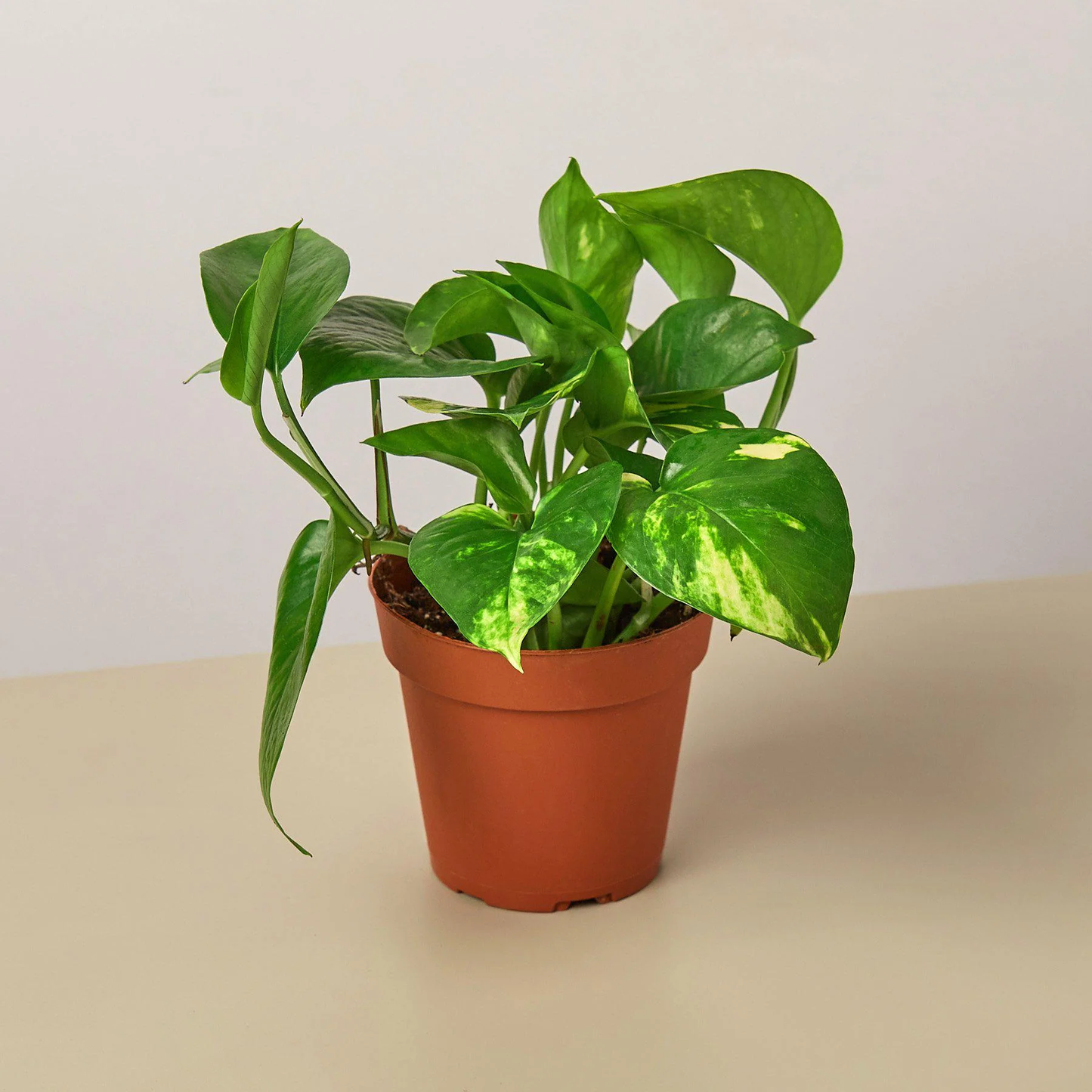 Golden Pothos (Epipremnum Aureum) - 4''