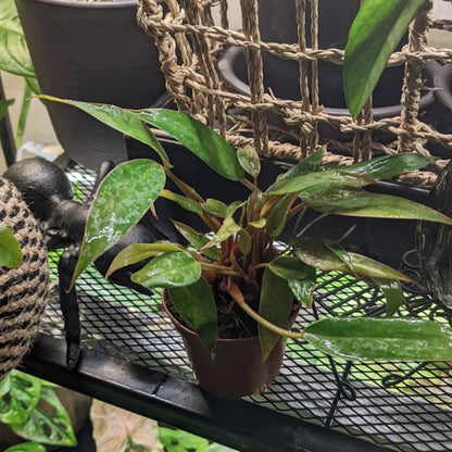 Philodendron Super Dwarf Red - 2''