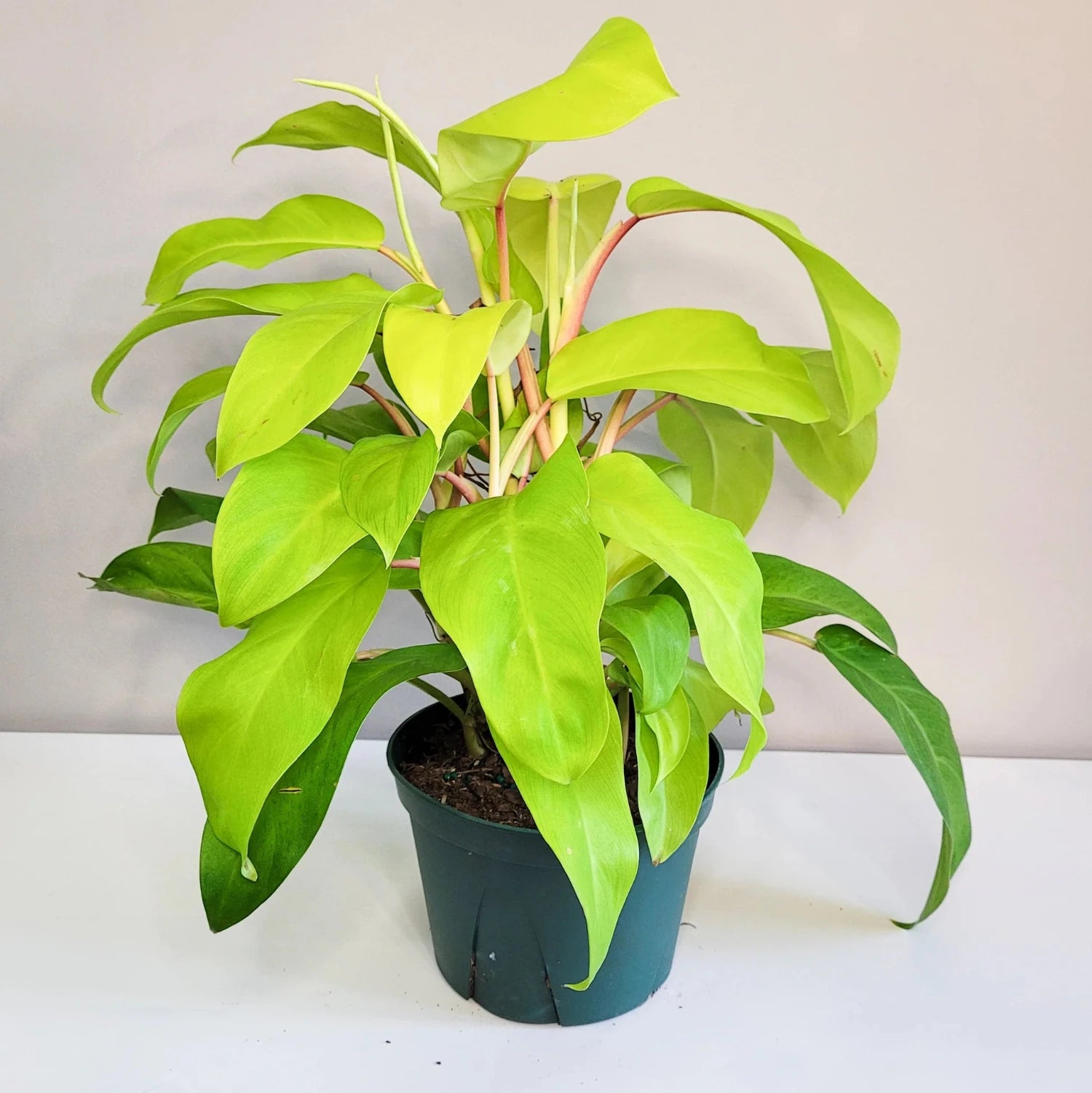 Philodendron Lemon Lime 4"