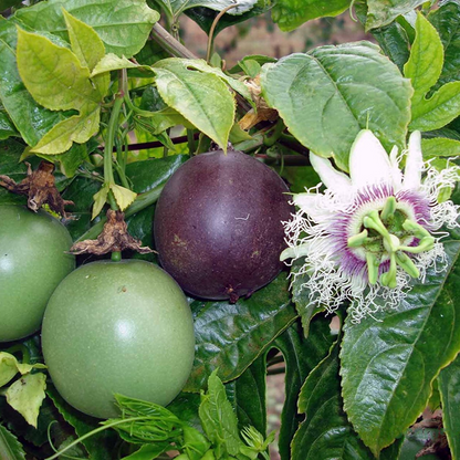 Bundle : 1 Kiwi Prolific vine.-1 Black Mission-1 Violet de Bordeaux - 2 Purple Possum