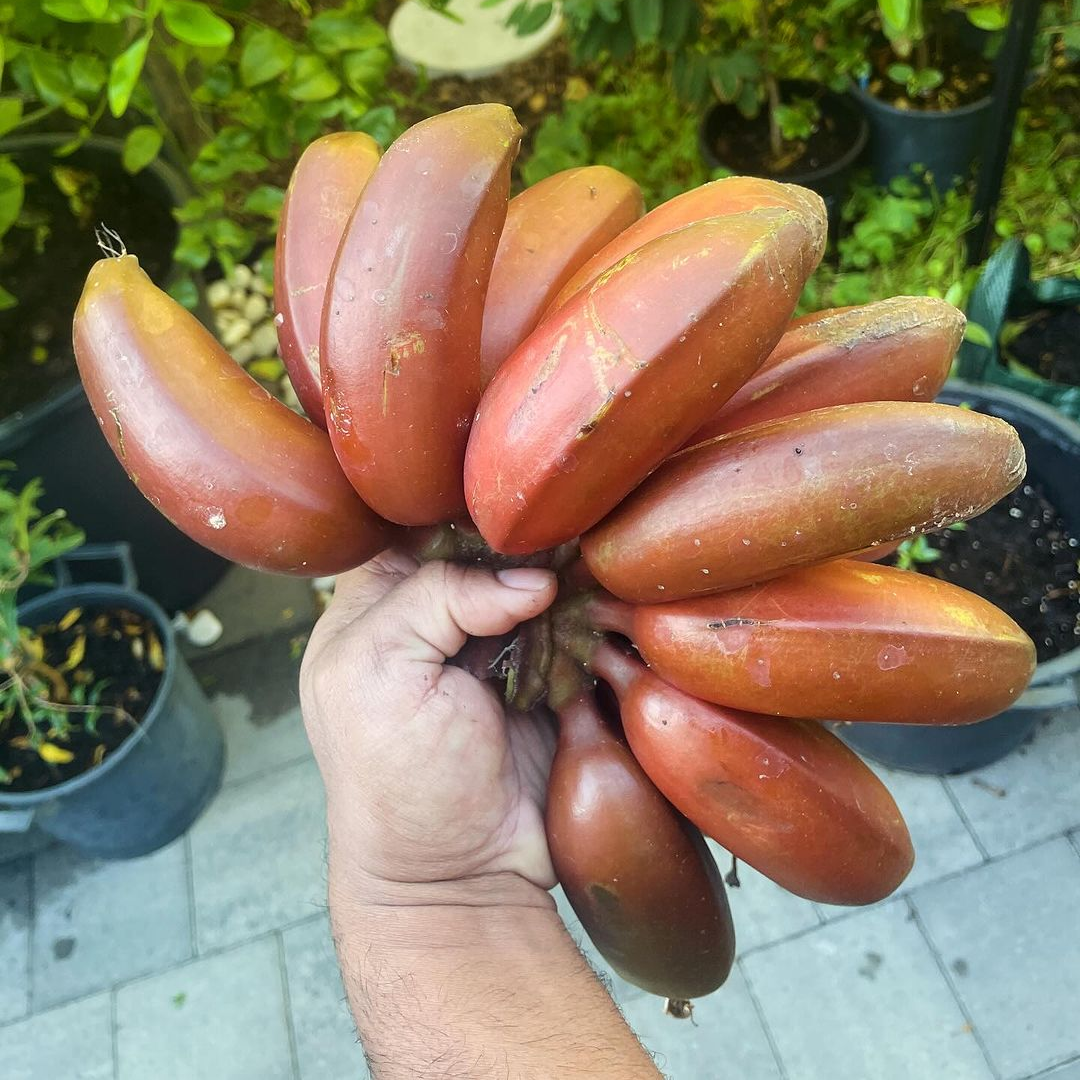 Red Dacca Banana Plant - Live Plant - aka Cuban Red Banana Plant