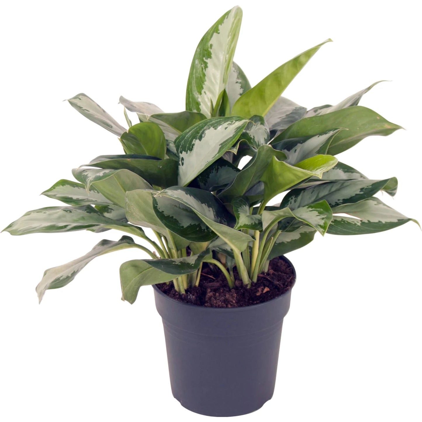 Aglaonema Silver Moon - 4''