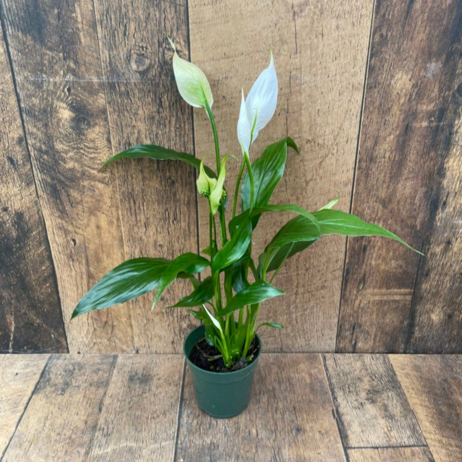 Peace Lily Spathiphyllum - 4''