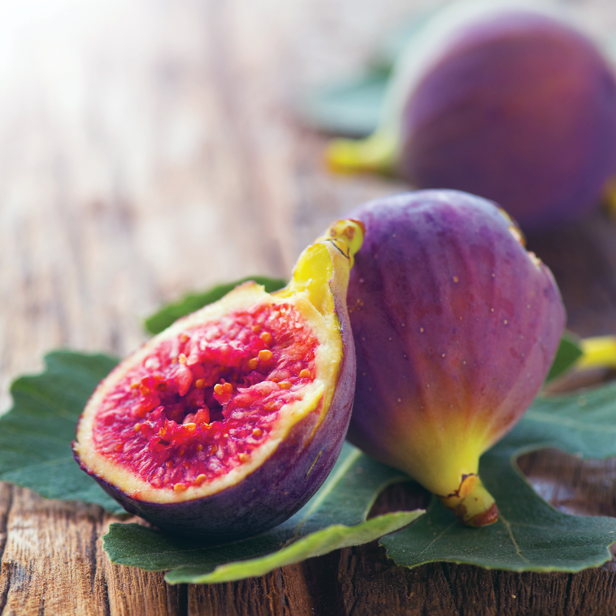 Fig Tree Edible Live 2 Plants : Violet De Bordeaux And Olympian