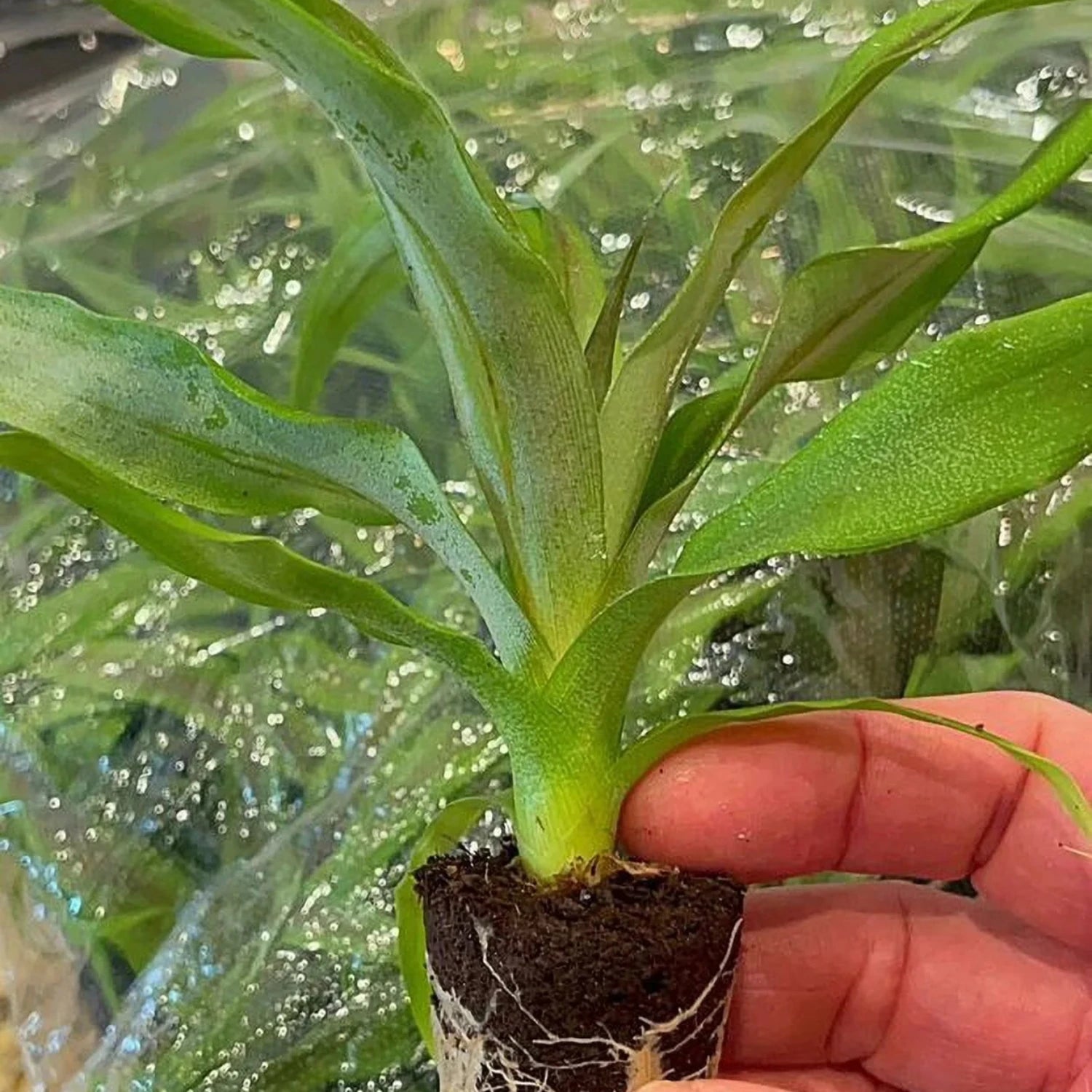 Pineapple Plant - 'Elite Gold'