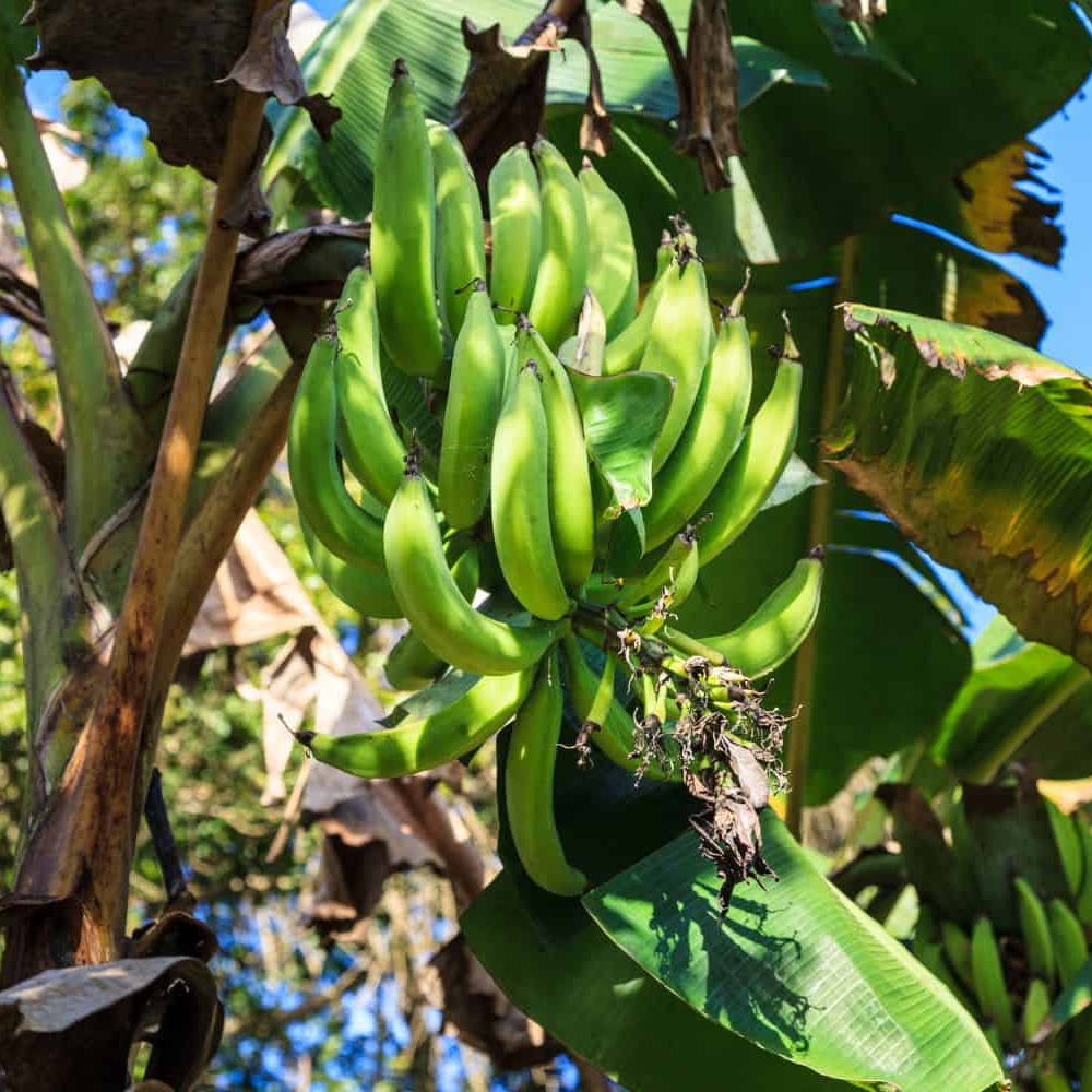 Dwarf Puerto Rican Plantain - Live Plant - Cooking Plantain