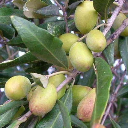 Olive Tree - 'Oblonga' - Olea Europaea