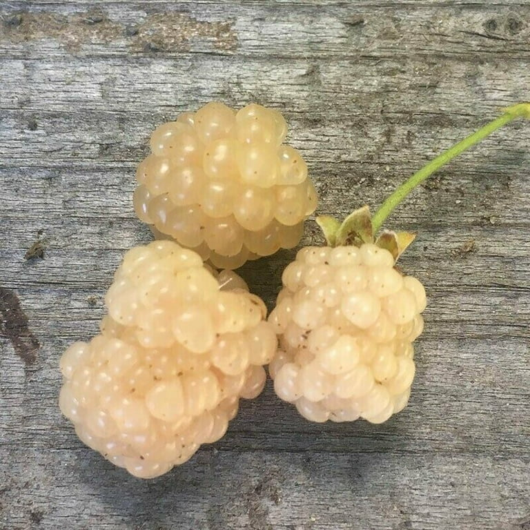 White Blackberry 10 plants. “Snowbank” Very Sweet