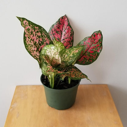 Aglaonema Pink Valentine - 4"