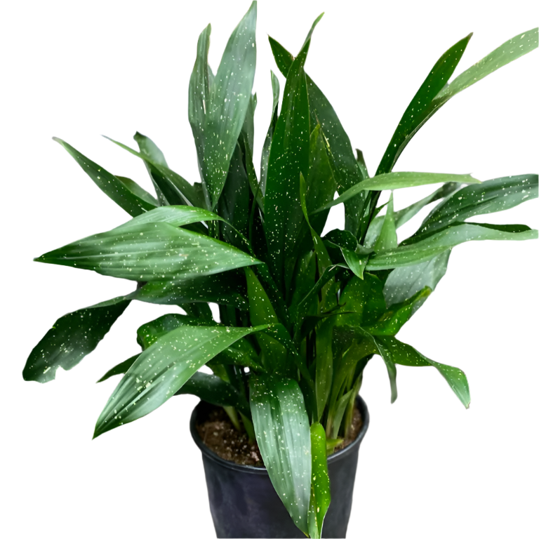 Aspidistra Elatior 'Milky Way' - 2"