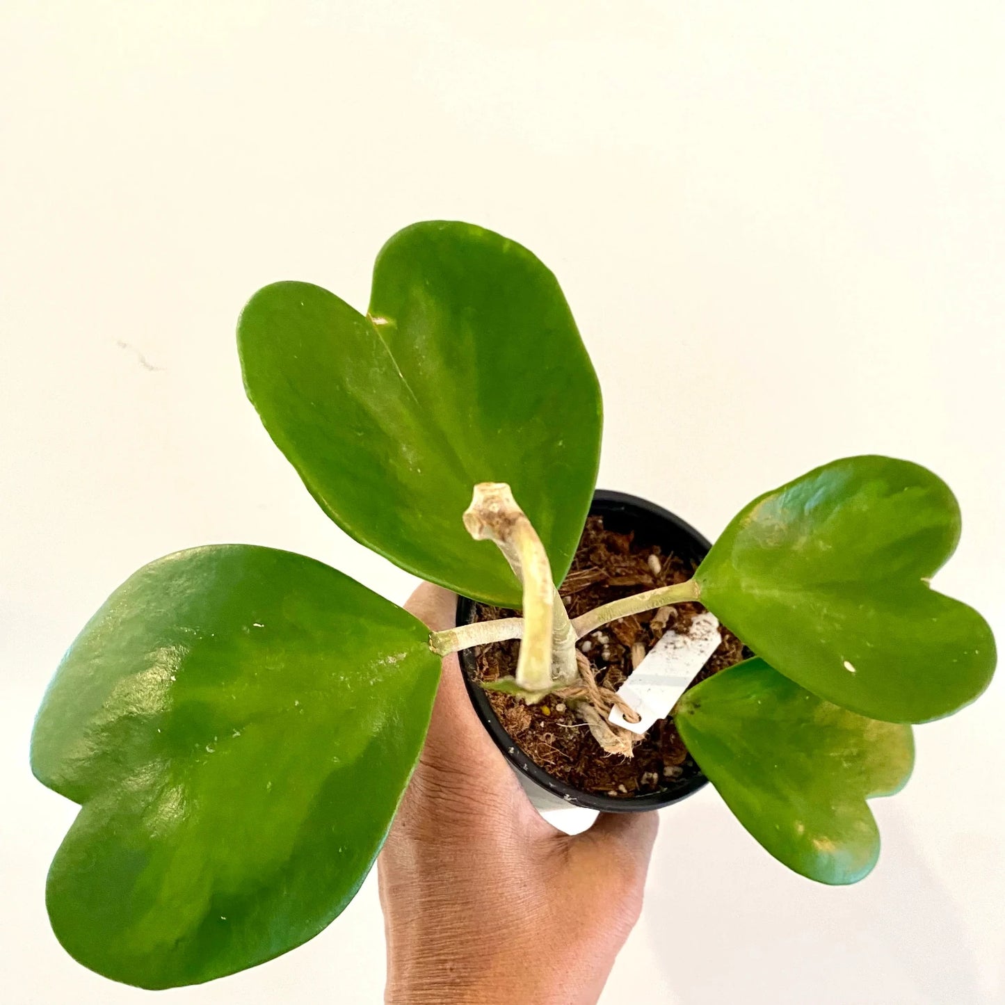 Hoya Kerrii Non-Variegated (5-6 Leaves) - 4"