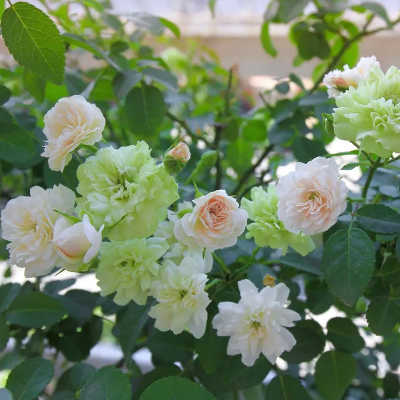 Green Ice Rose Seeds