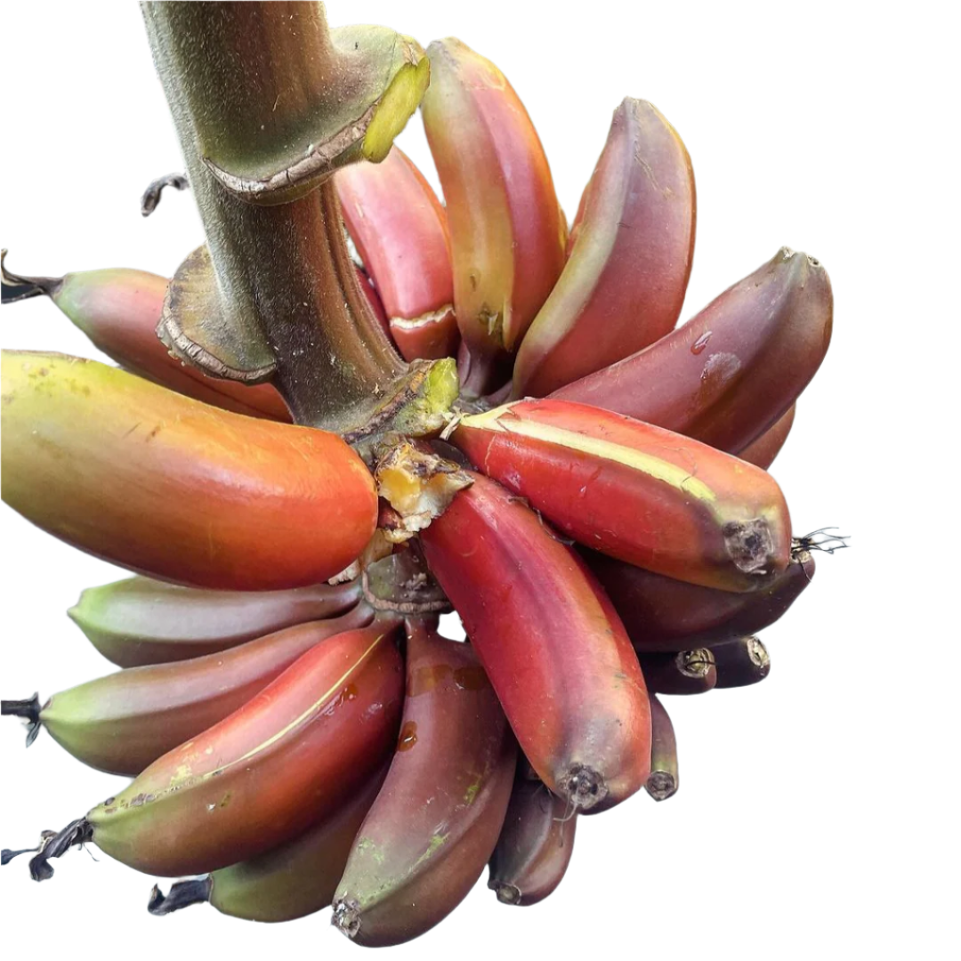 Red Dacca Banana Plant - Live Plant - aka Cuban Red Banana Plant