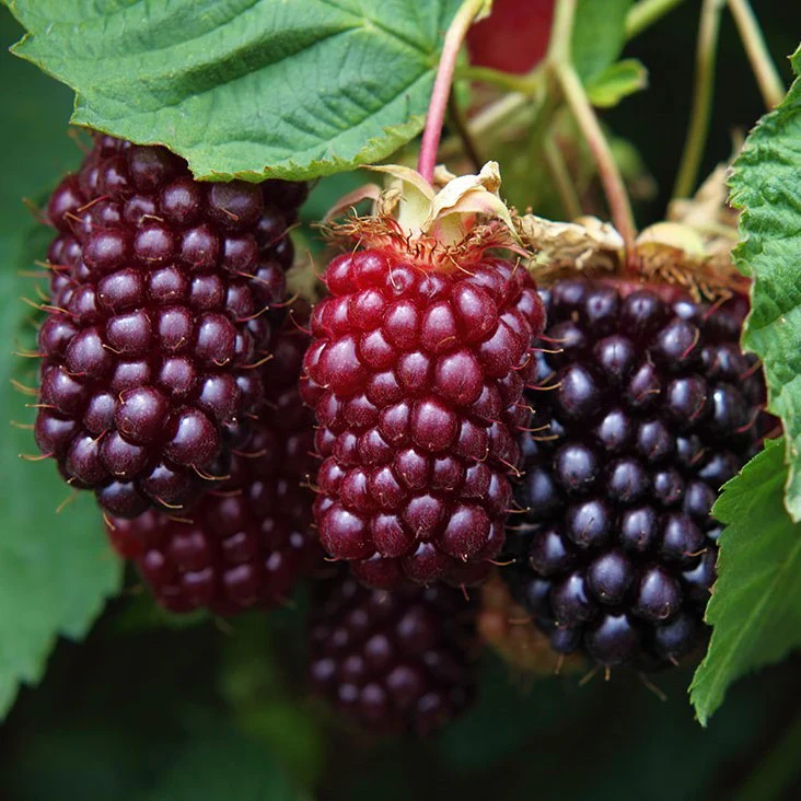 Boysenberry Plants – Two Live Boysenberry Plants Vines