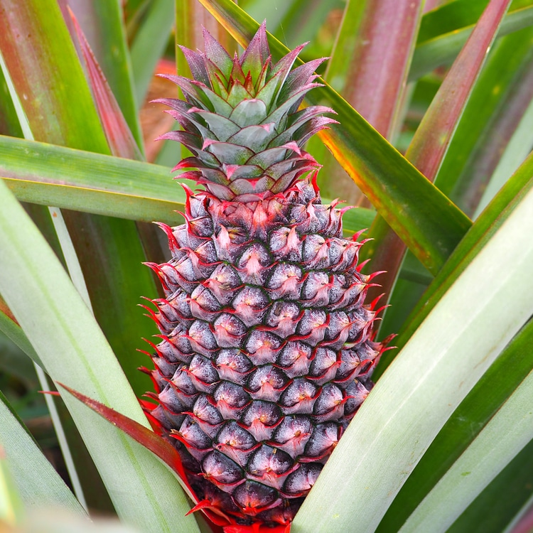 Florida Special Pineapple Plant - 1 Live Starter Plant