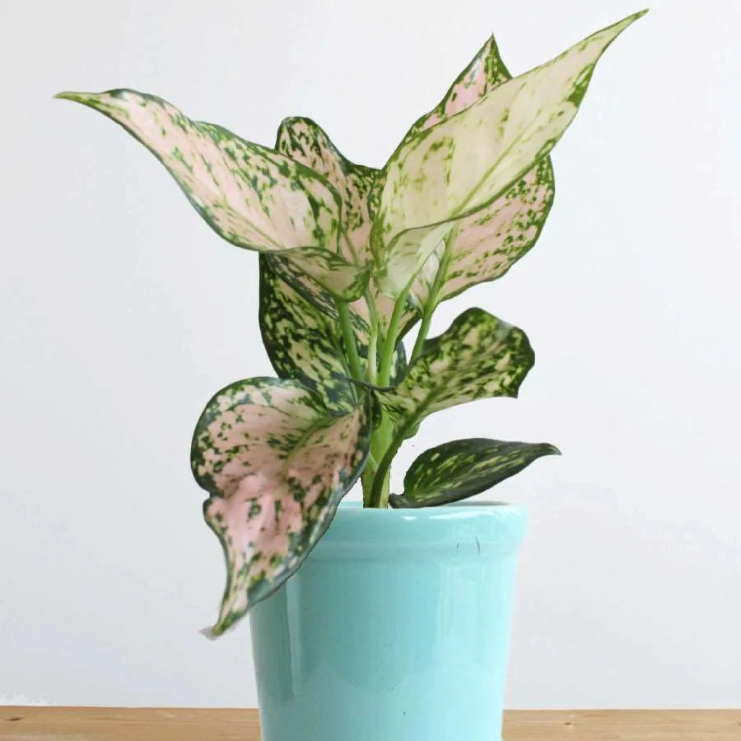 Aglaonema Pink Valentine - 4"