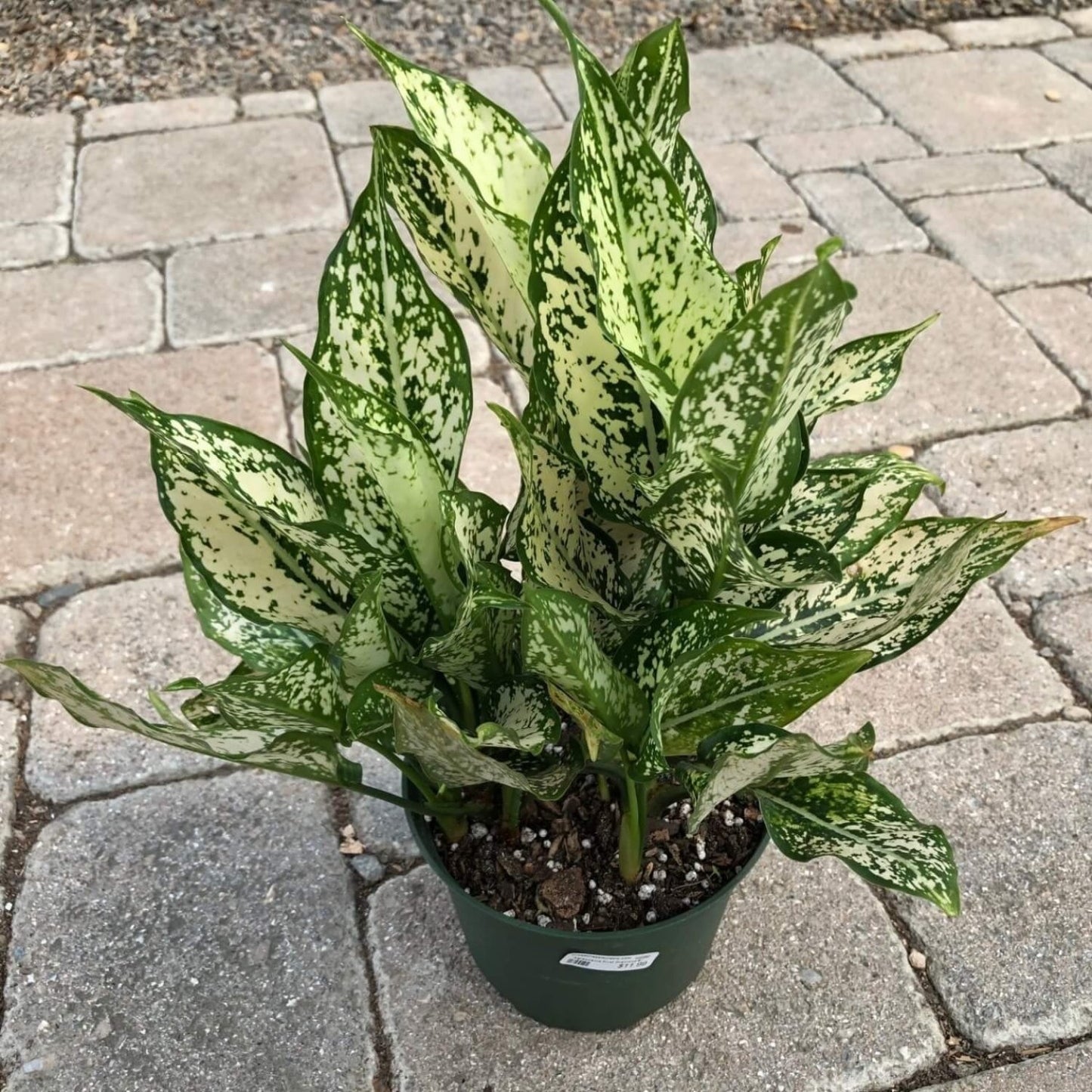 First Diamond Aglaonema - 6"