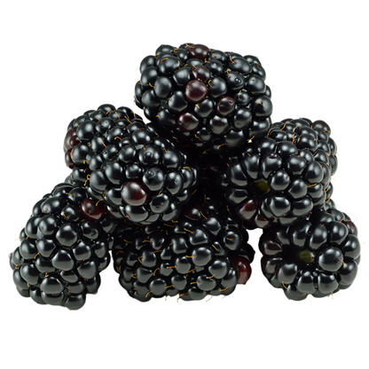 Thornless Blackberry - Rubus