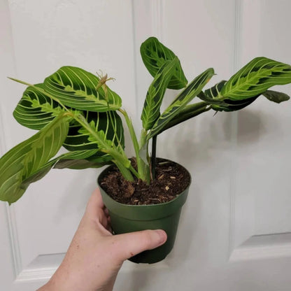 Lemon Lime Maranta - 4"