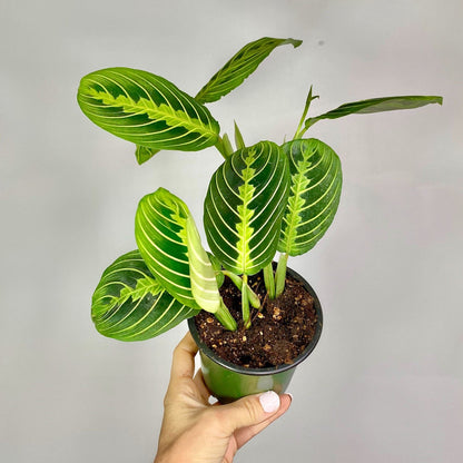 Lemon Lime Maranta - 4"